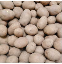 OOTY Potato (Fresh Harvest)